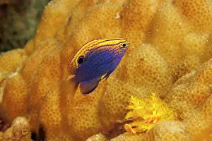 Dameselfishes Prints: Princess damsel (Pomacentrus vaiuli) portrait, Guam, Micronesia, Pacific Ocean