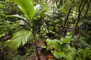 Arecales Prints: Pristine Coco de mer forest (Lodoicea maldivica) with brook, Vallee de Mai Nature Reserve