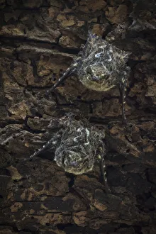 Micro Bat Prints: Proboscis bats (Rhynchonycteris naso) day roosting, Costa Rica, March 2014