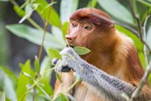 2018 June Highlights Gallery: Proboscis monkey (Nasalis larvatus) female feeding, Kinabatangan River, Sabah, Borneo
