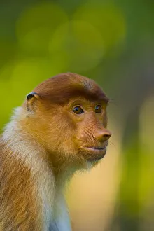 Malaysia Prints: Proboscis monkey (Nasalis larvatus), Sabah Malaysia, Borneo