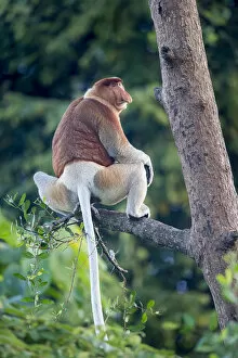 Proboscis monkey (Nasalis larvatus) Riverine forest, Kinabatangan River, Sukau, Sabah, Borneo
