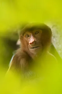 Proboscis Monkey (Nasalis larvatus) female sitting in tree, partially obscured by