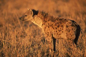 Profile portrait of Spotted hyaena (Crocuta crocuta) Moremi WR, Okavango Delta, Botswana
