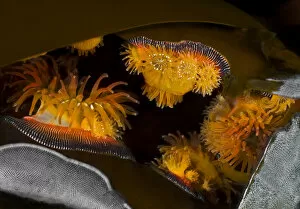 Images Dated 17th April 2020: Proliferating anemones (Epiactis prolifera) and Kelp lace bryozoans