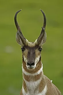 Alert Gallery: Pronghorn Antelope (Antilocapra americana) head portrait, South Dakota, USA