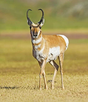 North American Wildlife Collection: Pronghorn (Antilocapra americana) male, Yellowstone National Park, Wyoming, USA, June