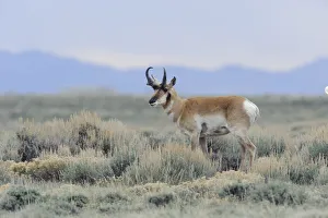 Pronghorn (Antilocapra americana) on the Pinedale Mesa Anticline. Sublette County, Wyoming, USA