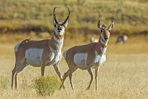 Buck Prints: Pronghorns (Antilocapra americana) buck and doe during mating season