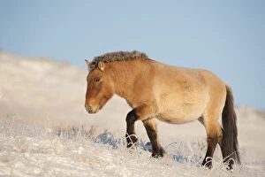 2018 November Highlights Collection: Przewalski horse (Equus ferus przewalski) Khustain Nuruu National Park, Mongolia
