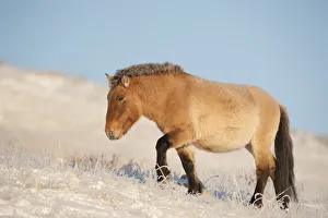 Przewalski horse (Equus ferus przewalski) Khustain Nuruu National Park, Mongolia