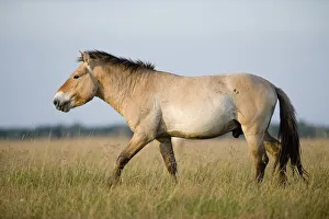 Horses Prints: Przewalski horse (Equus ferus przewalskii) walking, Hortobagy National Park, Hungary