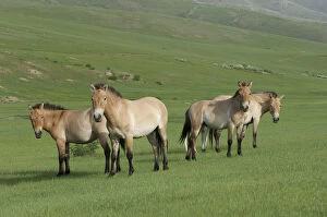 2018 November Highlights Gallery: Przewalski horses (Equus ferus przewalski) Khustain Nuruu National Park, Mongolia