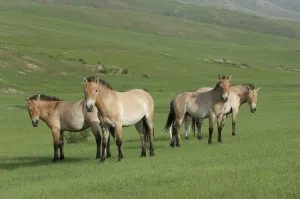 Przewalski horses (Equus ferus przewalski) Khustain Nuruu National Park, Mongolia