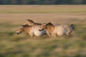 Images Dated 20th May 2009: Three Przewalski horses (Equus ferus przewalskii) running, Hortobagy National Park