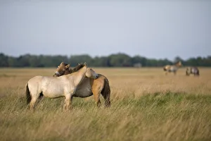 Images Dated 20th May 2009: Przewalski horses (Equus ferus przewalskii) mutual grooming, Hortobagy National Park