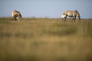 Two Przewalski horses (Equus ferus przewalskii) with foals, Hortobagy National Park