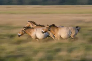 Three Przewalski horses (Equus ferus przewalskii) running, Hortobagy National Park