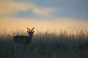 Przewalskia┬Ç┬Ös gazelle (Procapra przewalskii) in grassland at dusk