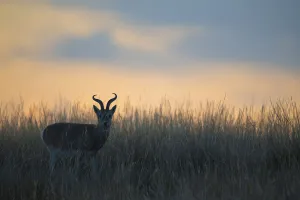 Procapra Prints: Przewalskias gazelle (Procapra przewalskii) in grassland at dusk