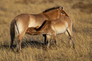 East Asia Prints: Przewalski's horse (Equus ferus przewalskii) female with suckling foal standing in grassland