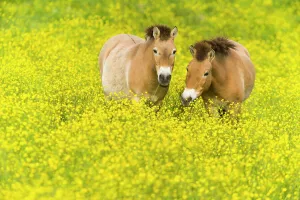 Prints For Kids Room Prints: Przewalski's horse (Equus ferus przewalskii) grazing in buttercups
