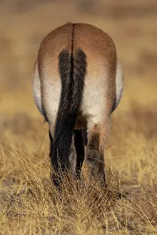 Rear View Prints: Przewalski's horse (Equus ferus przewalskii) standing in grassland