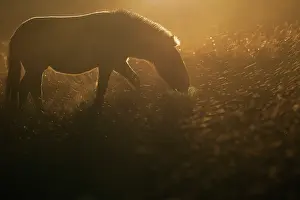 Steppe Prints: Przewalski's horse (Equus ferus przewalskii) standing in grassland at sunrise