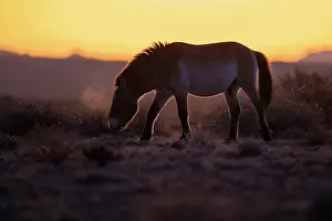 Steppe Prints: Przewalski's horse (Equus ferus przewalskii) standing in grassland at sunrise