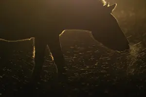 Steppe Prints: Przewalski's horse (Equus ferus przewalskii) standing in grassland at sunrise