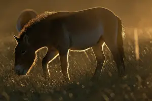 East Asia Prints: Przewalski's horse (Equus ferus przewalskii) standing in grassland at sunrise