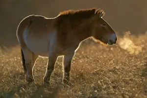 East Asia Prints: Przewalski's horse (Equus ferus przewalskii) standing in grassland at sunrise