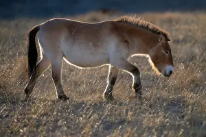 Steppe Prints: Przewalski's horse (Equus ferus przewalskii) walking in grassland