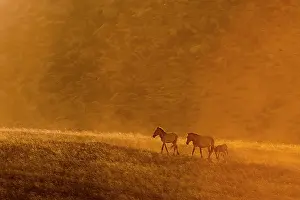 East Asia Prints: Two Przewalski's horses (Equus ferus przewalskii) with a foal walking in the steppe at sunset