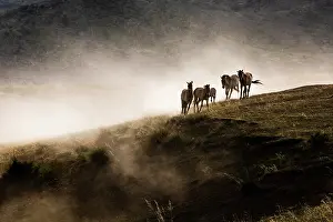 East Asia Prints: Przewalski's horses (Equus ferus przewalskii) herd on a clifftop