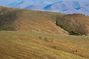 East Asia Prints: Przewalski's horses (Equus ferus przewalskii) herd crossing the steppe