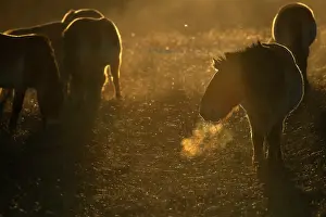 East Asia Prints: Przewalski's horses (Equus ferus przewalskii) herd standing in grassland at sunrise