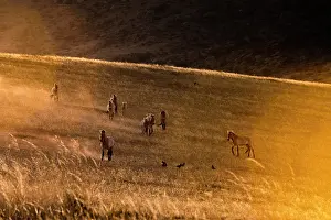 East Asia Prints: Przewalski's horses (Equus ferus przewalskii) herd walking in the steppe at sunset