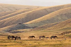 Habitat Prints: Przewalski's horses (Equus ferus przewalskii) herd walking on the steppe at sunset