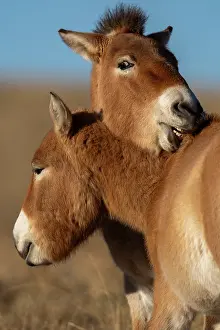 Steppe Prints: Two Przewalski's horses (Equus ferus przewalskii) interacting