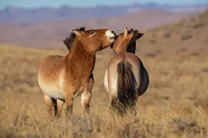 East Asia Prints: Two Przewalski's horses (Equus ferus przewalskii) interacting in grassland