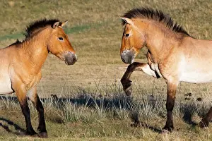East Asia Prints: Two Przewalski's horses (Equus ferus przewalskii) sizing up before fighting