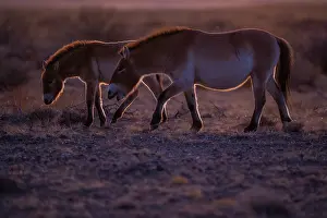 Steppe Prints: Two Przewalski's horses (Equus ferus przewalskii) walking in grassland in early morning