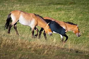 East Asia Prints: Two Przewalski's horses (Equus ferus przewalskii) walking on the steppe