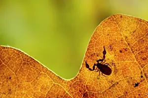 Nottinghamshire Prints: Psudoscorpion (Chernes cimicoides) resting on leaf