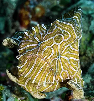 Moluccas Prints: Psychedelic frogfish (Histiophryne psychedelica) portrait, Ambon, Indonesia, Pacific Ocean