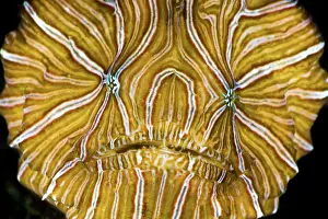 Moluccas Prints: Psychedelic frogfish (Histiophryne psychedelica) portrait, Ambon, Indonesia, Pacific Ocean