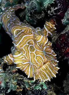 Moluccas Prints: Psychedelic frogfish (Histiophryne psychedelica) portrait, Ambon, Indonesia, Pacific Ocean