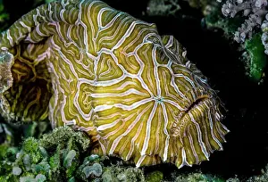 Moluccas Prints: Psychedelic frogfish (Histiophryne psychedelica) portrait, Ambon, Indonesia, Pacific Ocean