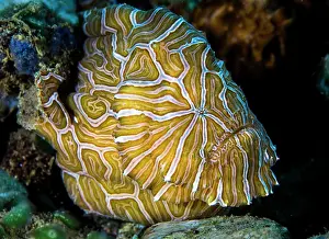 Moluccas Prints: Psychedelic frogfish (Histiophryne psychedelica) portrait, Ambon, Indonesia, Pacific Ocean